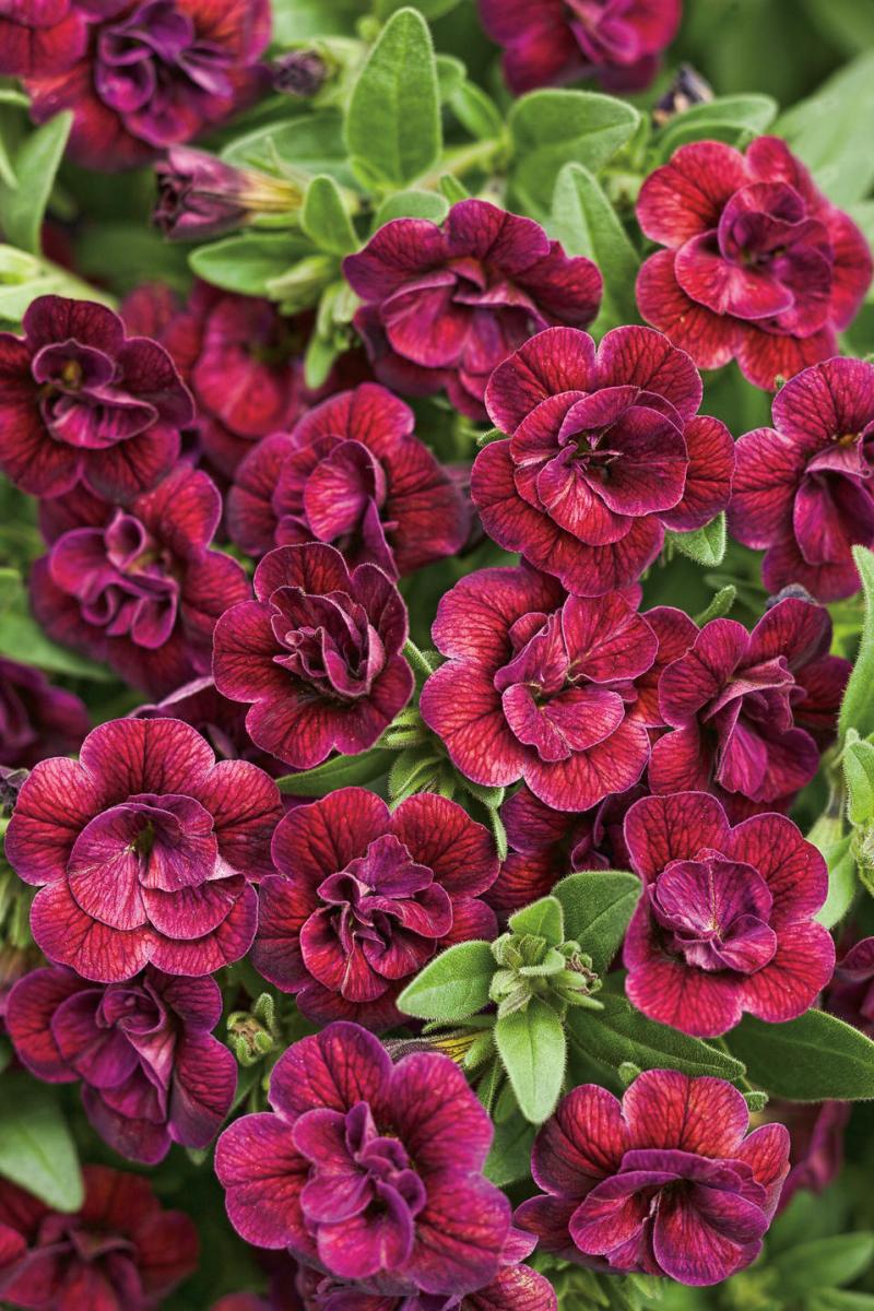 КАЛИБРАХОЕ КАСКАДНО  double plum (4030)