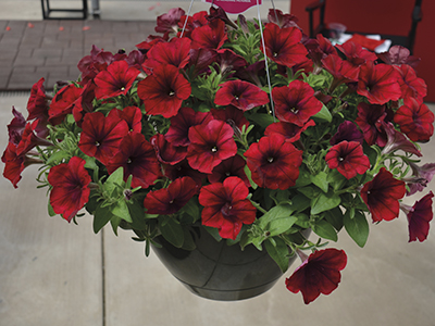 Petunia easy wave red velour (4009)