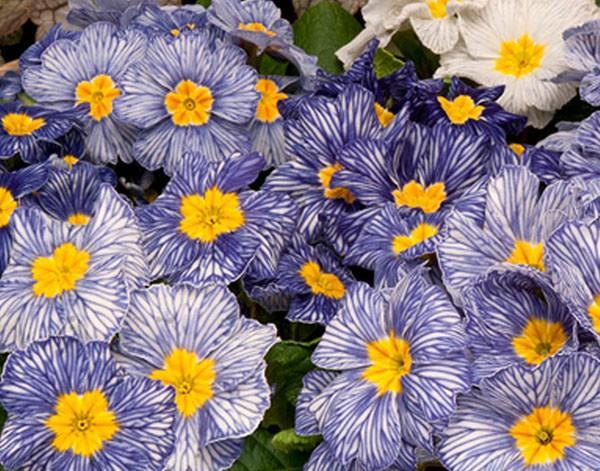 Primula Moonstone (1139)