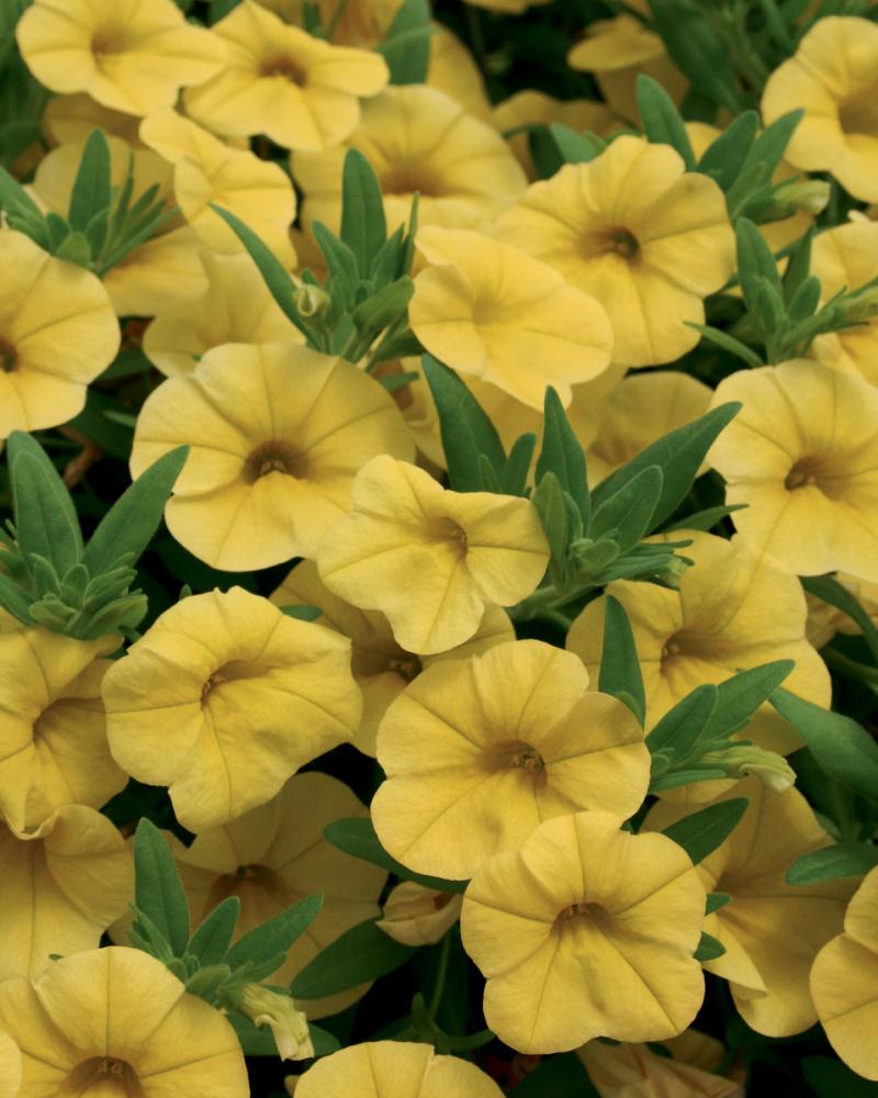калибрахое  kabloom yellow (4035)