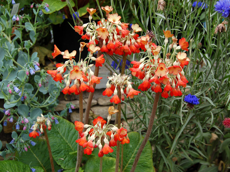 Primula florindae keilour hybrids (1228)