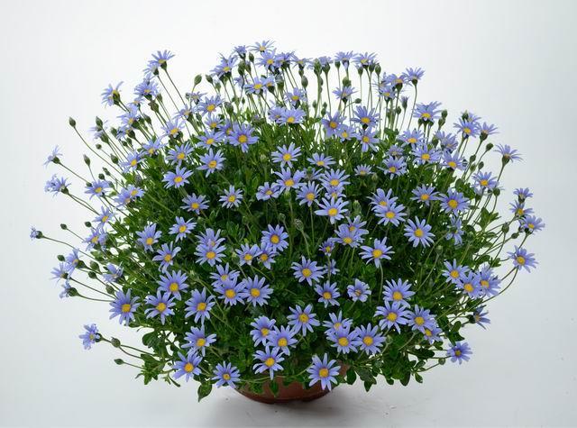 Felicia Amelloides (018)