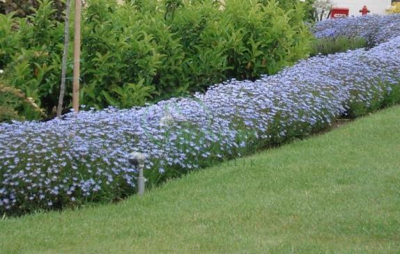 image_2 Felicia Amelloides (018)