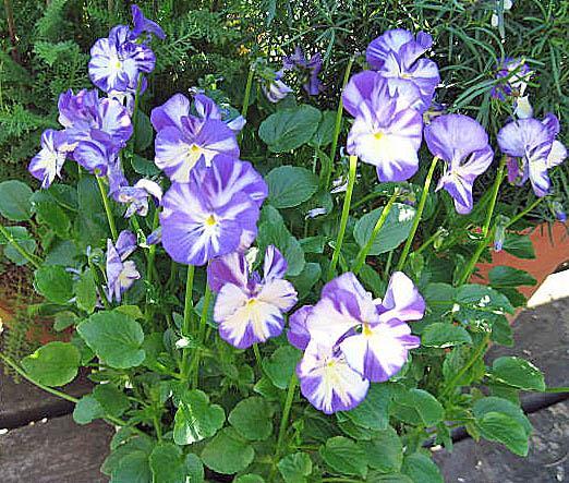 image_2 Viola Rebecca (1184)