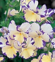 image_3 Viola Rebecca (1184)