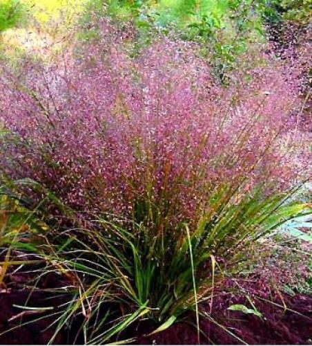 Eragrostis Spectabilis- ерагростис, пурпурна любовна трева, ниска  (3007)