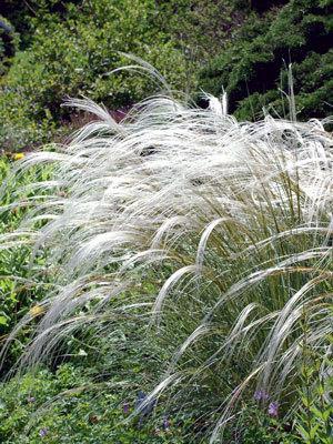 Stipa Barbata (3021)