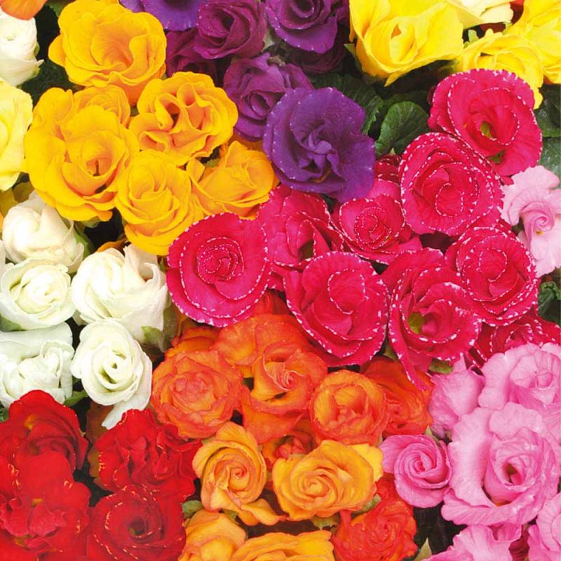 Primula Acaulis Primlet double mix- примула кичеста, микс (1268)