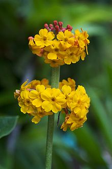 PRIMULA bulleyana (1307)