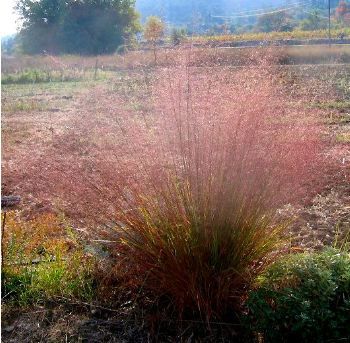 Еragrostis Trichodes-ерагростис, пурпурна  любовна трева, висока  (3006)