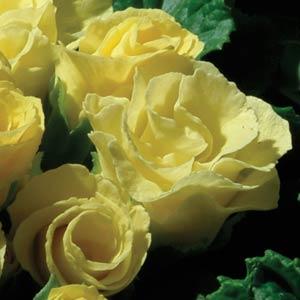 Primula Acaulis Primlet double Lemon- иглика гъста лимон (1267)