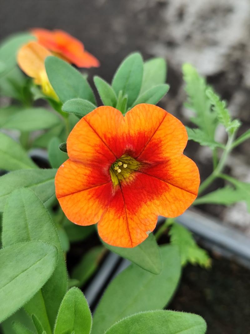 КАСКАДНО КАЛИБРАХОЕ BRIGHT ORANGE (4192)