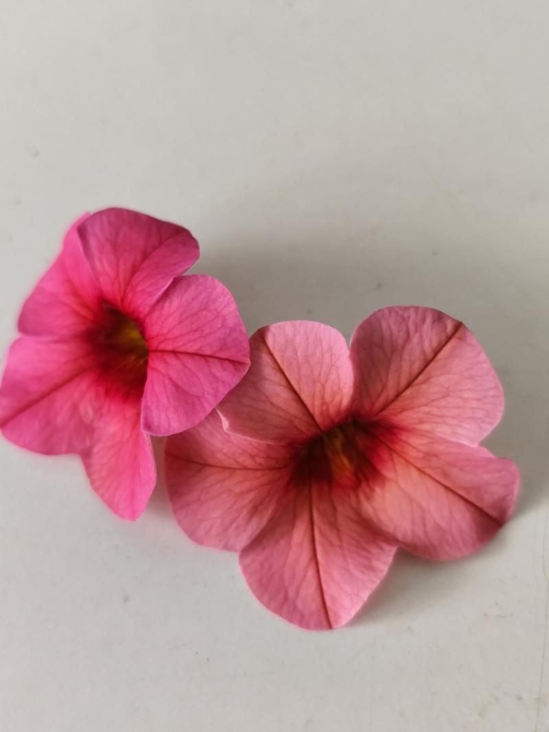 КАСКАДНО КАЛИБРАХОЕ  PINK CORAL   (4193)
