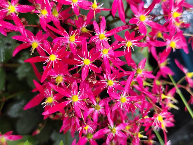 image_3 Saxifraga fortunei Beni Tsukasa- есенна саксифрага (1602)